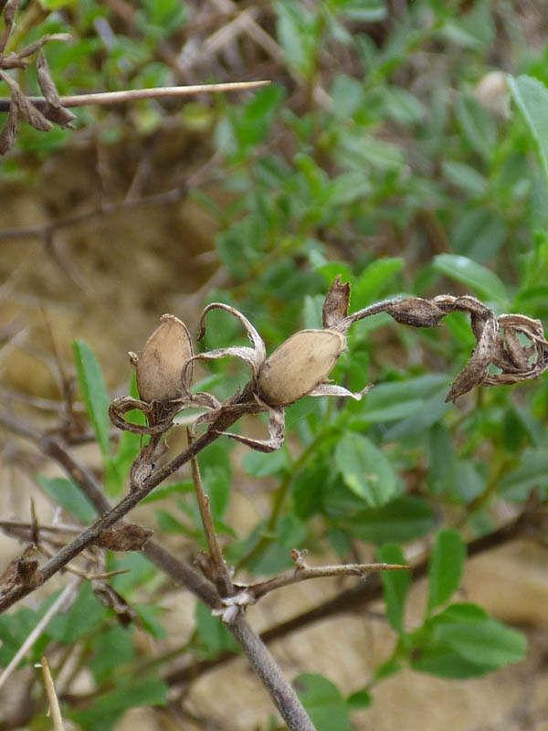 Ononis repens